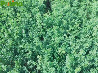 SEMI Erba Medica Medicago sativa varietà GARISENDA S.i.s più sfalci