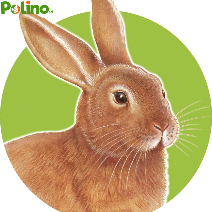 conigli-1