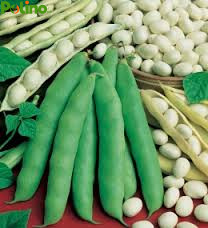 FAGIOLO COCCO BIANCO NANO