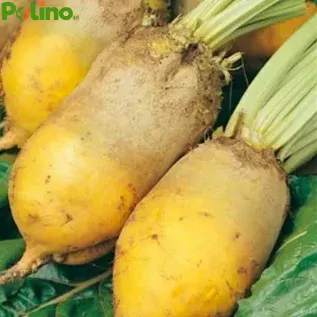 Barbabietola da foraggio polysais gialla