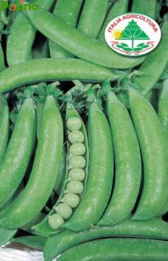 Pisello a grano rotondo santa croce napoletano (mezza rama)