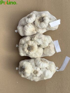 SEME AGLIO BIANCO SPAGNOLO BULBI GR.500