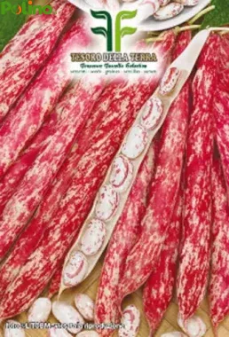 FAGIOLO NANO BORLOTTO LINGUA DI FUOCO -RAMPICANTE-SUPERMARCONI-MANGIATUTTO