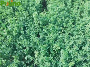 SEMI Erba Medica Medicago sativa varietà ADORNA S.i.s più sfalci