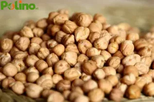 Sementi di Ceci VARIETà RIO SEEDS KG.10 SME BIOLOGICO CERTIFICATO
