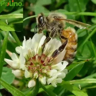 Trifoglio alessandrino -SACROMONTE-Api/Concime per vigneti--KG.1-KG5-KG10-K20