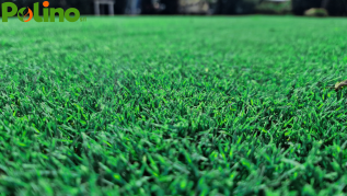 Prato Bermuda Tropical Gramignone